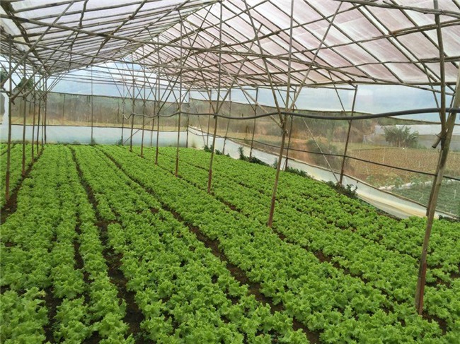 dau nam, nhieu du khach sap bay… “vuon dau mien phi” hinh anh 2