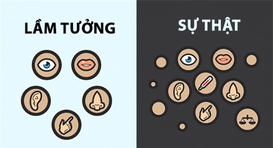 Ai cũng biết có 5 giác quan trêncơ thể con người là thính giác, thị giác, khướu giác, vị giác và xúc giác. Tuy nhiên thực tế có tận… 21 giác quan hiện hữu, ví dụ như cảm giác cân bằng và cảm nhận nhiệt độ.