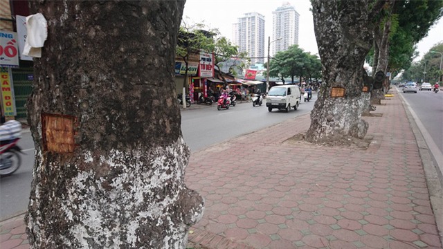 Cả một hàng cây, cây nào cũng bị đẽo một mảng vỏ.