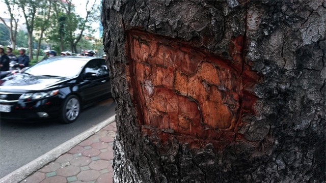 Hàng loạt cây xà cừ cổ thụ tại đường Láng bị đẽo lấy lớp vỏ bên ngoài, lộ phần gỗ bên trong.
