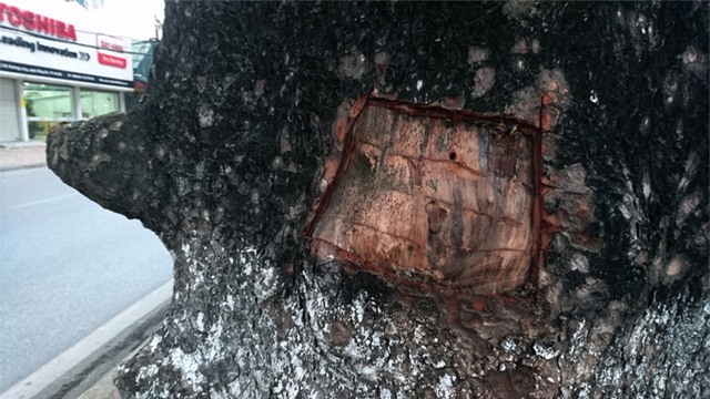 Người dân cho biết có một số người đẽo vỏ cây về chữa bệnh chứ không phải hành vi cố tình phá hoại cây.