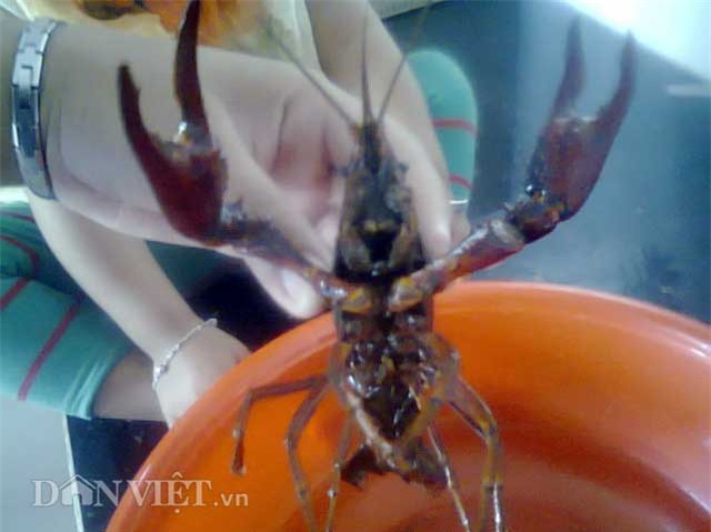 Phát hoảng với 'tôm 10 càng' người Trung Quốc nuôi ở Đồng Tháp