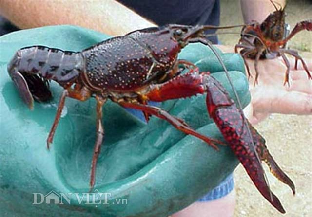 Phát hoảng với 'tôm 10 càng' người Trung Quốc nuôi ở Đồng Tháp