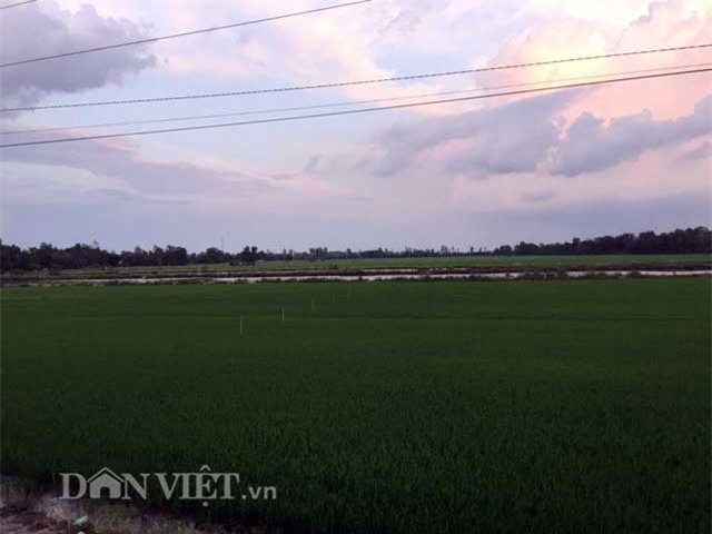 Phát hoảng với 'tôm 10 càng' người Trung Quốc nuôi ở Đồng Tháp