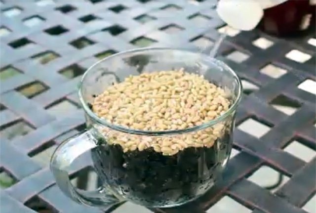 Trồng rau lớn vù vù bằng bỉm trẻ em: Khó tin nhưng có thật