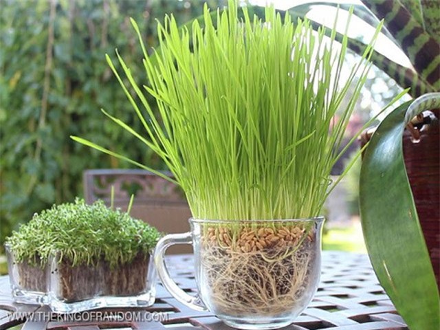 Trồng rau lớn vù vù bằng bỉm trẻ em: Khó tin nhưng có thật