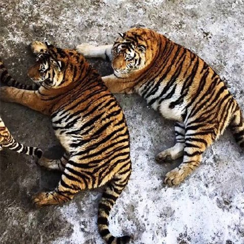 Sau Tết, không chỉ có các cô gái khốn khổ mà những chú hổ cũng béo núng nính vì ăn nhiều - Ảnh 4.