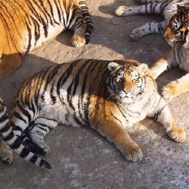 Sau Tết, không chỉ có các cô gái khốn khổ mà những chú hổ cũng béo núng nính vì ăn nhiều - Ảnh 7.