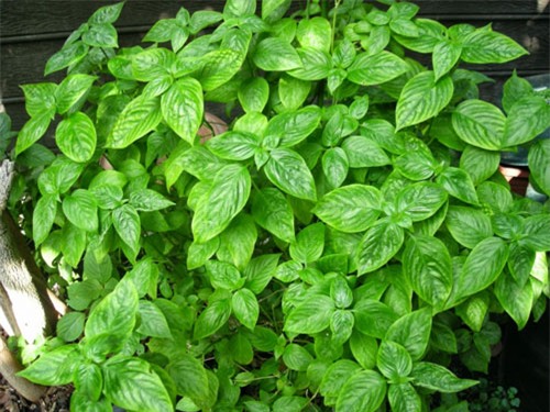 Lá cẩm dùng làm xôi ngũ sắc