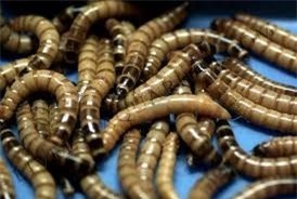 5 loai bi cam, nguoi Viet van nuoi va mua ban hinh anh 1