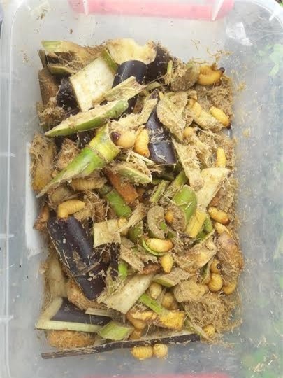 5 loai bi cam, nguoi Viet van nuoi va mua ban hinh anh 2