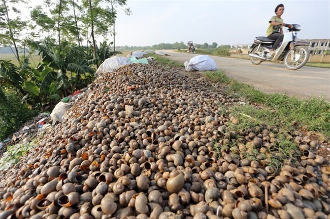 5 loai bi cam, nguoi Viet van nuoi va mua ban hinh anh 3