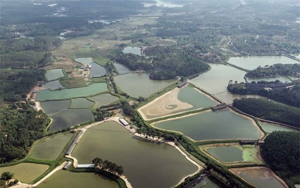 Tôm cá Trung Quốc nhiễm độc: Nỗi lo toàn cầu