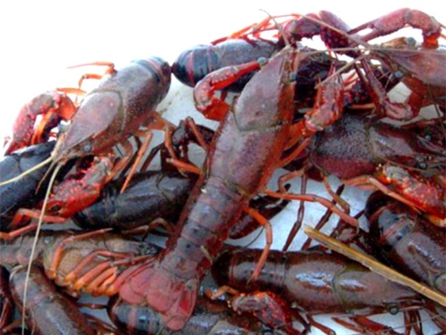 Tiêu hủy toàn bộ số tôm 10 càng hung dữ ở Đồng Tháp