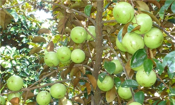 Thiên nhiên đã ban tặng cho nước ta một loại trái cây quá tuyệt vời phải không. (Ảnh: Internet)