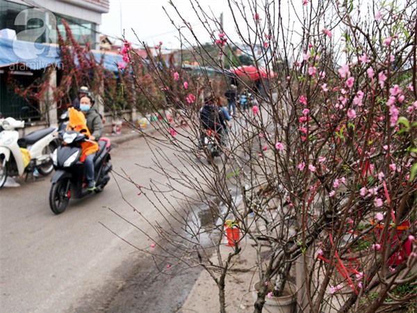 Người dân Hà Nội bỏ tiền triệu mua hoa lê trắng để chơi nhân dịp Rằm tháng Giêng - Ảnh 11.