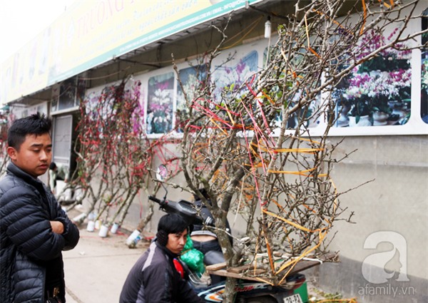 Người dân Hà Nội bỏ tiền triệu mua hoa lê trắng để chơi nhân dịp Rằm tháng Giêng - Ảnh 8.