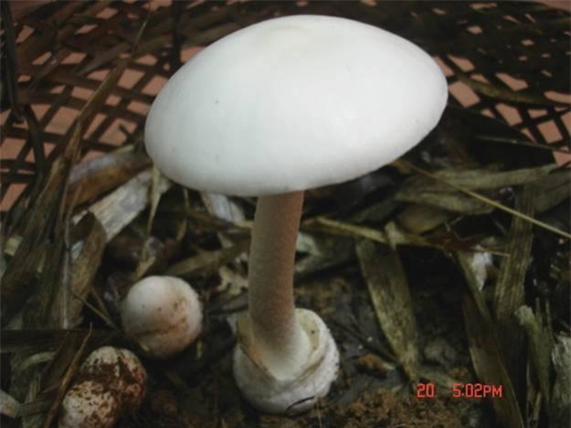 Cả gia đình thuê trực thăng nhập viện Bạch Mai cấp cứu vì ngộ độc nấm rừng - Ảnh 2.