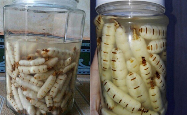 Mối chúa 70.000 đồng/con trở thành đặc sản