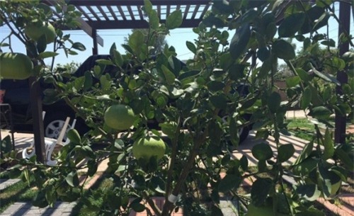 vuon nha triu qua viet cua bang kieu va quang le tren dat my - 15