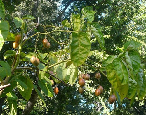 Cà chua lại 1 triệu đồng/kg: Hàng hiếm xôn xao Hà Thành