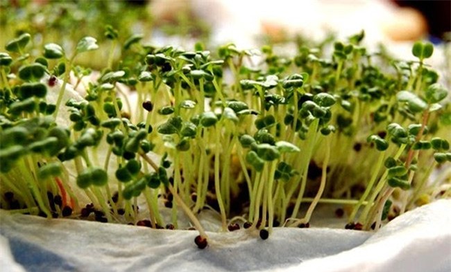 Những cách lưu giữ dinh dưỡng tối đa cho các loại rau, củ, quả mà bà nội trợ phải biết - Ảnh 3.