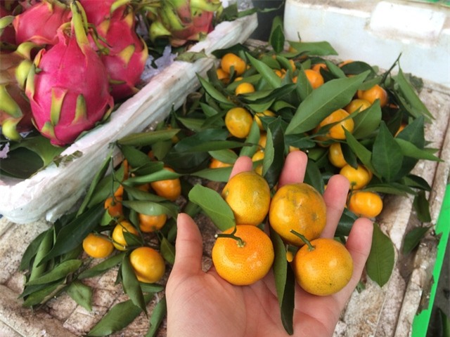 Quýt nhỏ Trung Quốc bán khá tốt