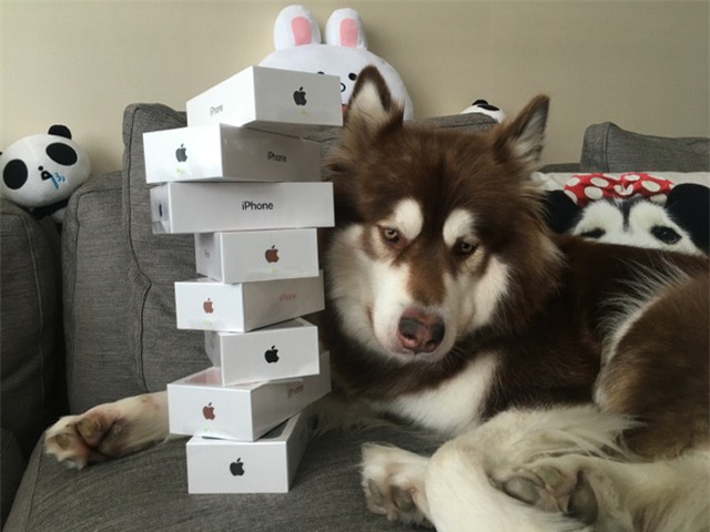 Chú chó Coco và 8 chiếc iPhone 7 được tặng