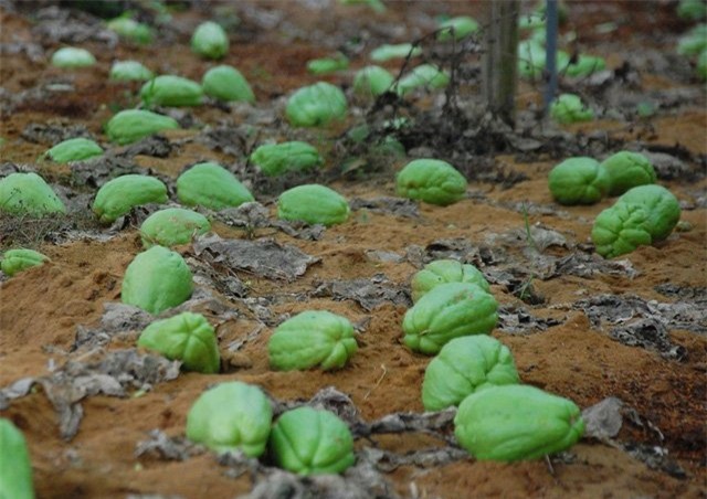 1 tạ su su mới đổi được bát phở