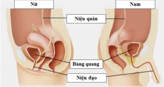 Tự khều sỏi thận, người đàn ông bị vướng cỏ trong… “chỗ hiểm” - Ảnh 2.