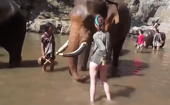 Tắm cho voi, nữ du khách thất kinh vì bị hất văng gần chục mét