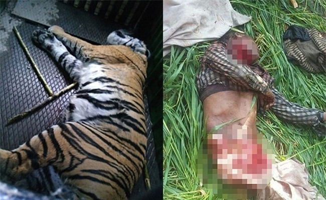 Thảm cảnh 6 dân làng bị hổ dữ vồ tới chết sau khi trốn thoát khỏi khu bảo tồn thiên nhiên - Ảnh 1.