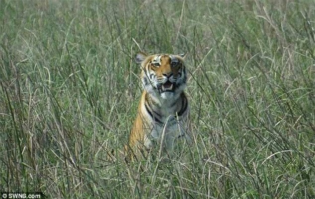 Thảm cảnh 6 dân làng bị hổ dữ vồ tới chết sau khi trốn thoát khỏi khu bảo tồn thiên nhiên - Ảnh 2.