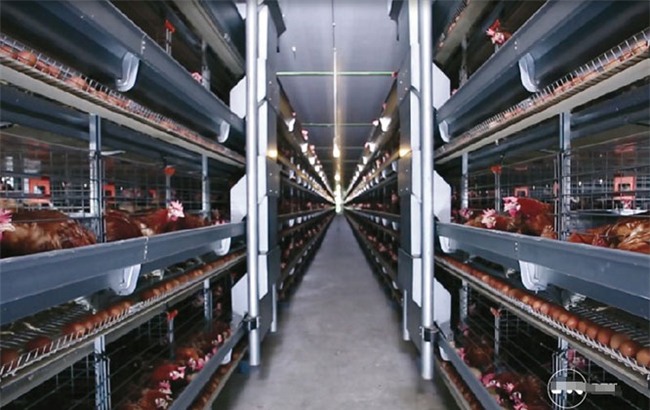 Sự thật về trứng gà vỏ trắng và vỏ nâu