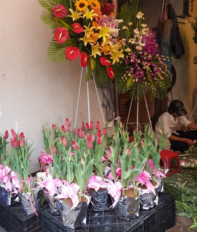 Tulip Hà Lan được giới trẻ săn nhiều (Ảnh: Thanh Doanh)