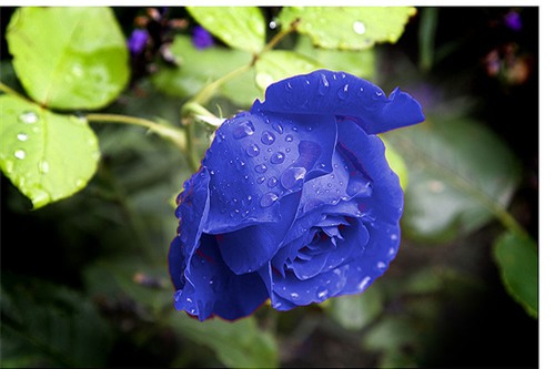 Hoa Hồng xanh đại diện cho tình yêu bất diệt, một tình yêu chung thủy và bền lâu theo thời gian. Ảnh minh họa