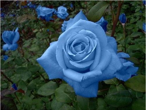 Trồng hoa Hồng xanh có thể gieo hạt hoặc trồng gốc đều được. Ảnh minh họa