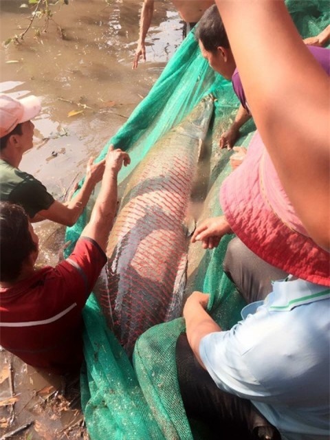 Cá hải tượng nặng hơn 100 kg anh Điệp bắt được trên kênh.