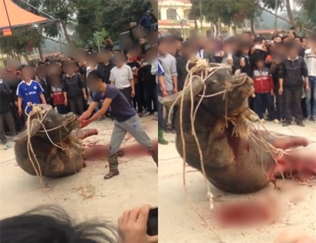 Hình ảnh gây sốc: Con trâu bị chặt chân, giết thịt dã man trước sự chứng kiến của người dân - Ảnh 1.