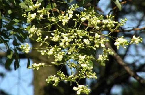 tuyet doi khong trong 5 cay mang nhieu xui xeo, am khi trong vuon nha - 1