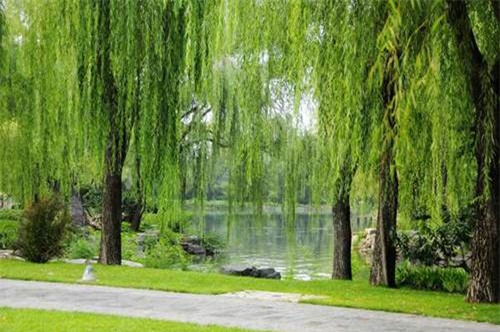 tuyet doi khong trong 5 cay mang nhieu xui xeo, am khi trong vuon nha - 2