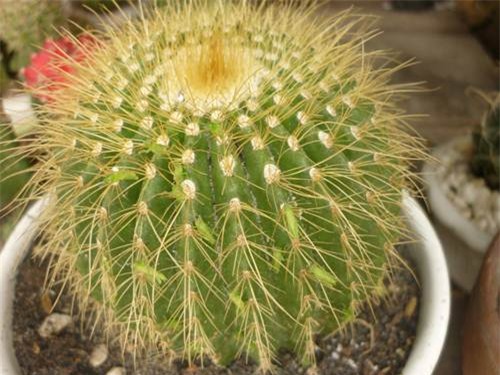 tuyet doi khong trong 5 cay mang nhieu xui xeo, am khi trong vuon nha - 3