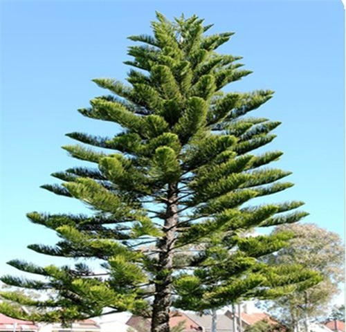 tuyet doi khong trong 5 cay mang nhieu xui xeo, am khi trong vuon nha - 4