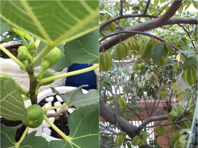 Chỉ với 5 triệu đồng, cô giáo trẻ ở Sài Gòn đã có 1 khu vườn trồng hoa và rau rất xinh xắn - Ảnh 16.