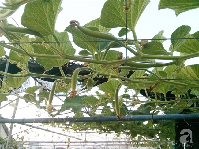 Chỉ với 5 triệu đồng, cô giáo trẻ ở Sài Gòn đã có 1 khu vườn trồng hoa và rau rất xinh xắn - Ảnh 2.