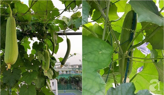 Chỉ với 5 triệu đồng, cô giáo trẻ ở Sài Gòn đã có 1 khu vườn trồng hoa và rau rất xinh xắn - Ảnh 20.