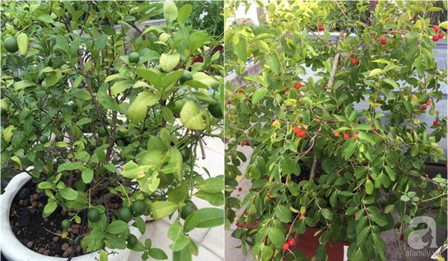 Chỉ với 5 triệu đồng, cô giáo trẻ thiết kế vườn trồng rau, trồng hồng đẹp ngỡ ngàng trên sân thượng - Ảnh 21.