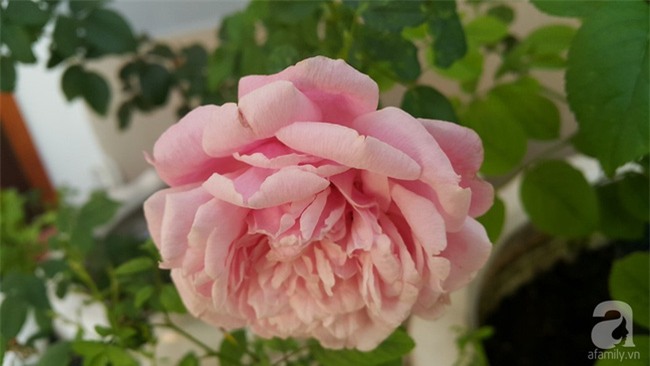 Chỉ với 5 triệu đồng, cô giáo trẻ ở Sài Gòn đã có 1 khu vườn trồng hoa và rau rất xinh xắn - Ảnh 28.