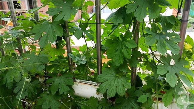 Chỉ với 5 triệu đồng, cô giáo trẻ ở Sài Gòn đã có 1 khu vườn trồng hoa và rau rất xinh xắn - Ảnh 3.