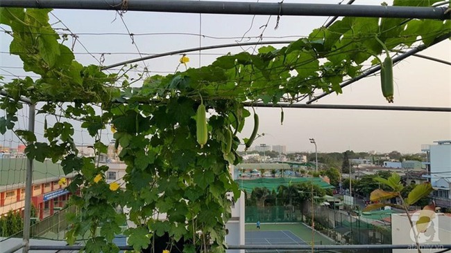 Chỉ với 5 triệu đồng, cô giáo trẻ ở Sài Gòn đã có 1 khu vườn trồng hoa và rau rất xinh xắn - Ảnh 5.